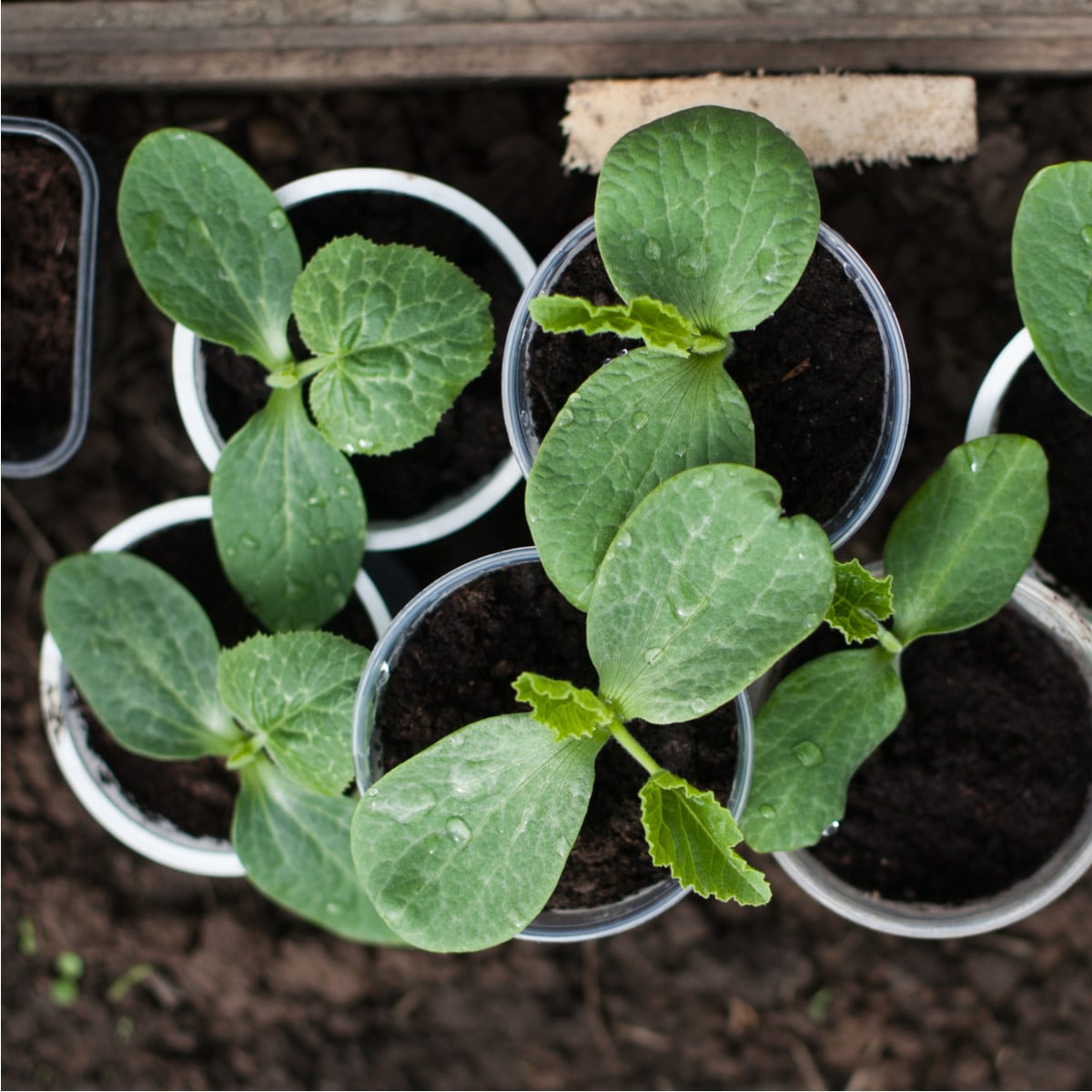 Tykev k roubování Routpower F1 - Cucurbita maxima x moschata - prodej semen - 10 ks