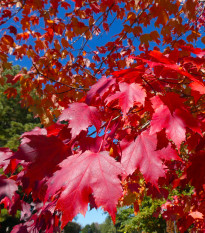 Javor červený - Acer rubrum - prodej semen - 5 ks