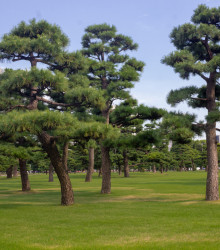 Borovice japonská černá - Pinus thunbergii - semena borovice - 5 ks