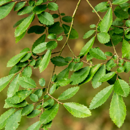 Jilm čínský - Ulmus parvifolia - prodej semen bonsají - 5 ks