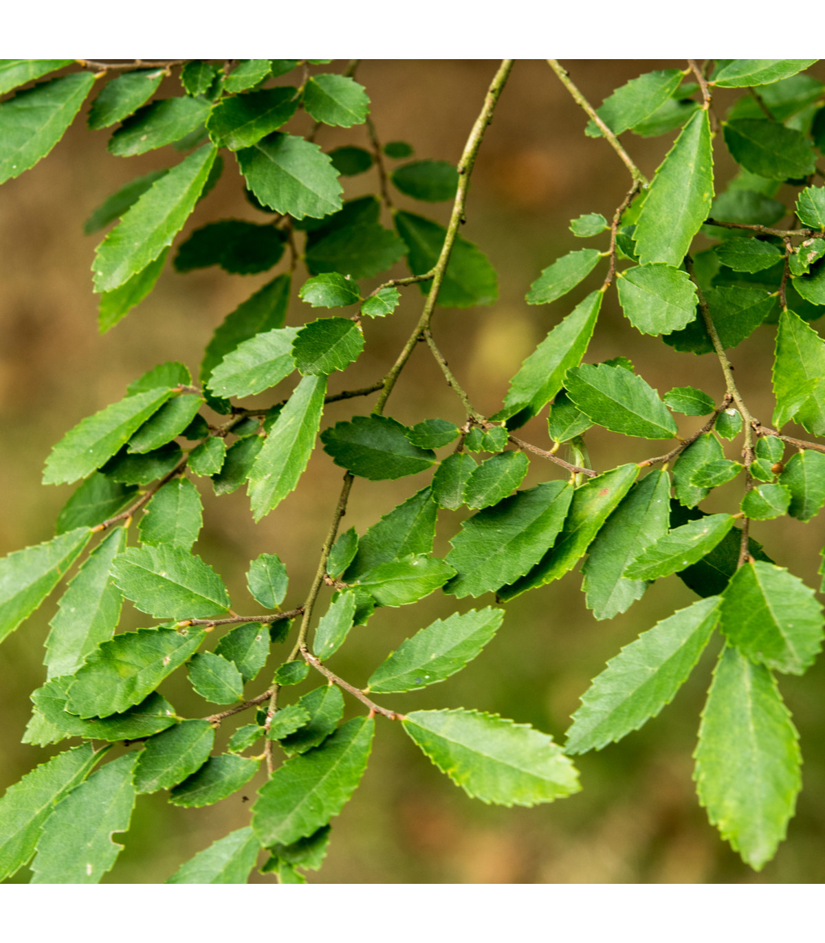 Jilm čínský - Ulmus parvifolia - prodej semen bonsají - 5 ks
