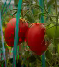 Rajče Big mama F1 - Solanum lycopersicum - prodej semen - 7 ks