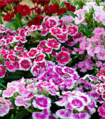 Hvozdík bradatý plnokvětý směs barev - Dianthus barbatus - prodej semen - 250 ks