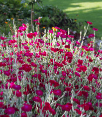 Kohoutek věncový - Lychnis coronaria - prodej semen - 50 ks