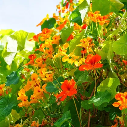 Lichořeřišnice větší Out of Africa - Tropaeolum majus - prodej semen lichořeřišnice - 15 ks
