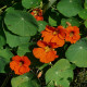 Lichořeřišnice Tom Pouce směs - Tropaeolum majus - prodej semen - 15 ks