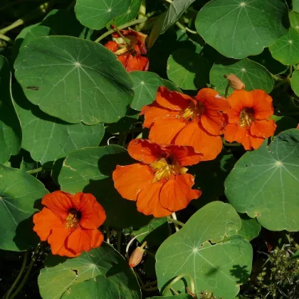 Lichořeřišnice Tom Pouce směs - Tropaeolum majus - prodej semen - 15 ks