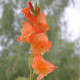 Gladiol Ovatie - Gladiolus - prodej cibulovin - 3 ks