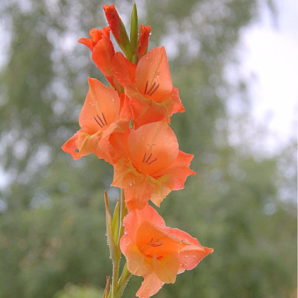 Gladiol Ovatie - Gladiolus - prodej cibulovin - 3 ks