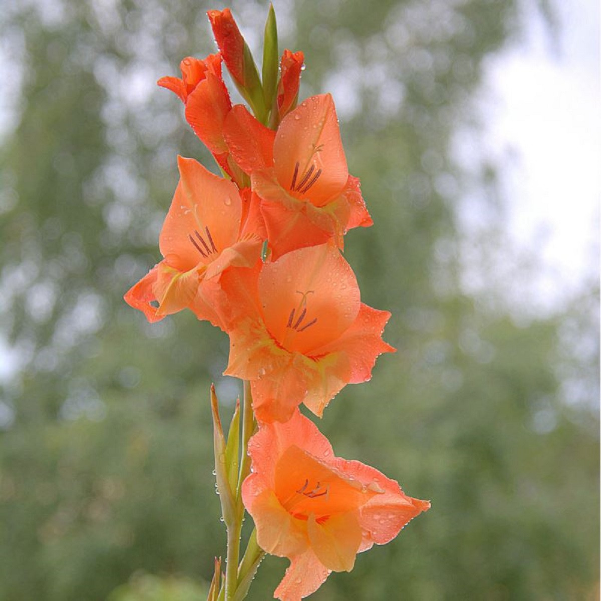Gladiol Ovatie - Gladiolus - prodej cibulovin - 3 ks