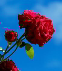 Růže velkokvětá pnoucí červená - Rosa - prodej prostokořenných sazenic - 1 ks