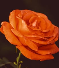 Růže velkokvětá pnoucí oranžová - Rosa - prodej prostokořenných sazenic - 1 ks