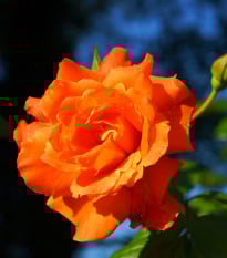 Růže velkokvětá keřová oranžová - Rosa - prodej prostokořenných sazenic - 1 ks