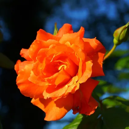 Růže velkokvětá keřová oranžová - Rosa - prodej prostokořenných sazenic - 1 ks