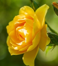 Růže velkokvětá keřová žlutá - Rosa - prodej prostokořenných sazenic - 1 ks