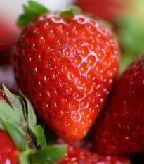 Jahodník Elsanta - Fragaria ananassa - prodej prostokořenných sazenic - 5 ks