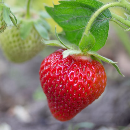 Jahodník Symphony - Fragaria ananassa - prodej prostokořenných sazenic - 5 ks