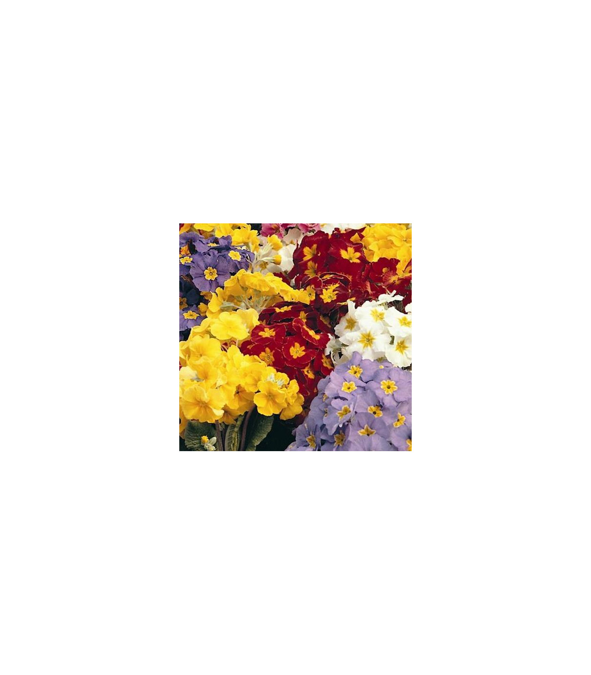 Prvosenka směs barev - Primula elatior - semena prvosenky - 80 ks