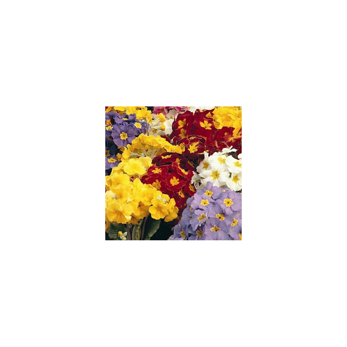 Prvosenka směs barev - Primula elatior - semena prvosenky - 80 ks