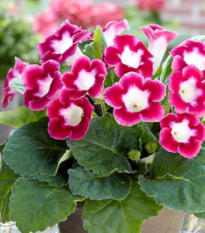 Gloxínie Blanche de Meru - Sinnigia speciosa - prodej cibulovin - 1 ks