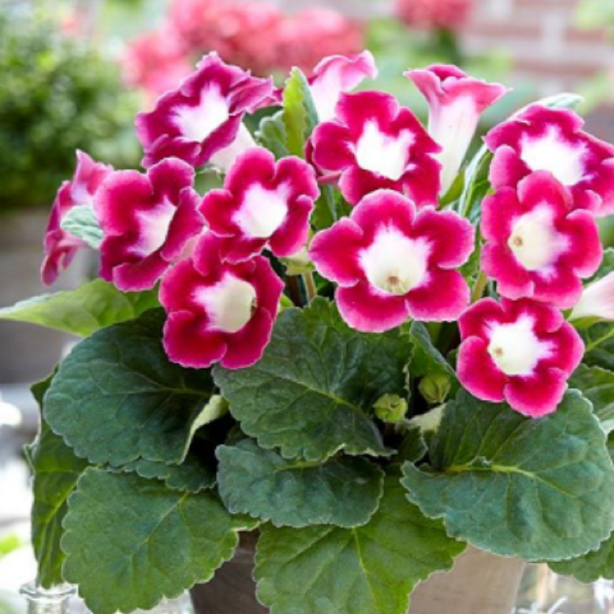 Gloxínie Blanche de Meru - Sinnigia speciosa - prodej cibulovin - 1 ks