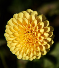 Jiřinka Potgieter - Dahlia - prodej cibulí jiřinek - 1 ks