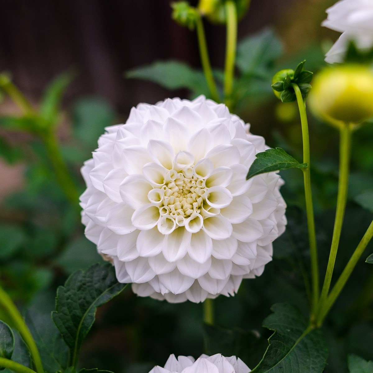 Jiřinka White Aster - Dahlia - prodej cibulovin - 1 ks