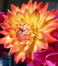 Jiřinka Peaches and Cream - Dahlia - prodej cibulovin - 1 ks