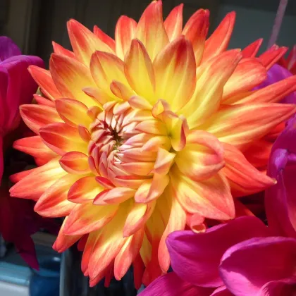Jiřinka Peaches and Cream - Dahlia - prodej cibulovin - 1 ks
