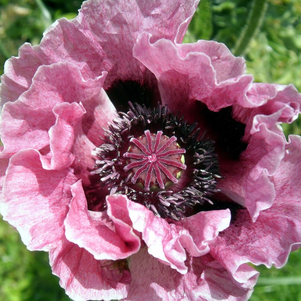 Mák Central Park - Papaver rhoeas - prodej prostokořenných sazenic máků - 1 ks