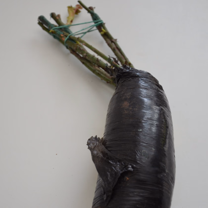 Růže velkokvětá pnoucí růžová - Rosa - prodej prostokořenných sazenic - 1 ks