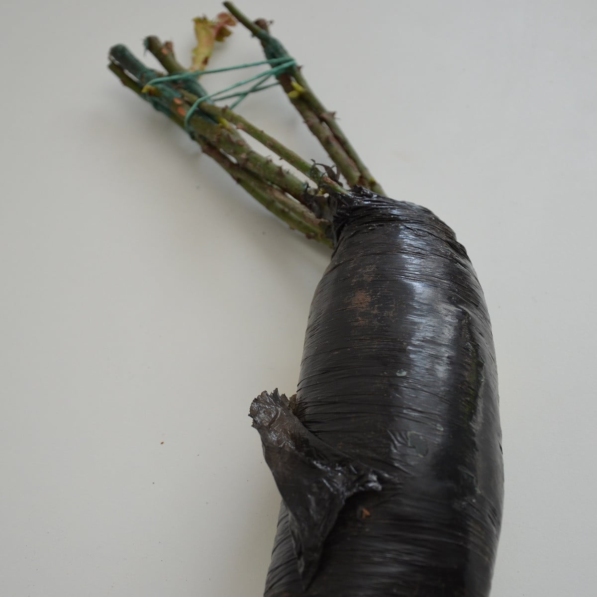 Růže velkokvětá pnoucí žlutá - Rosa - prodej prostokořenných sazenic - 1 ks