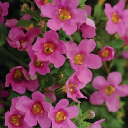 Bakopa Pinktopia - Bacopa sutera cordata - prodej semen - 7 ks