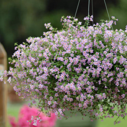 Bakopa Blutopia - Bacopa sutera cordata - prodej semen - 7 ks