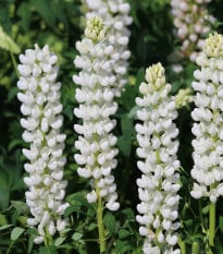 Lupina bílá - Lupinus polyphyllus - prodej prostokořenných sazenic - 1 ks