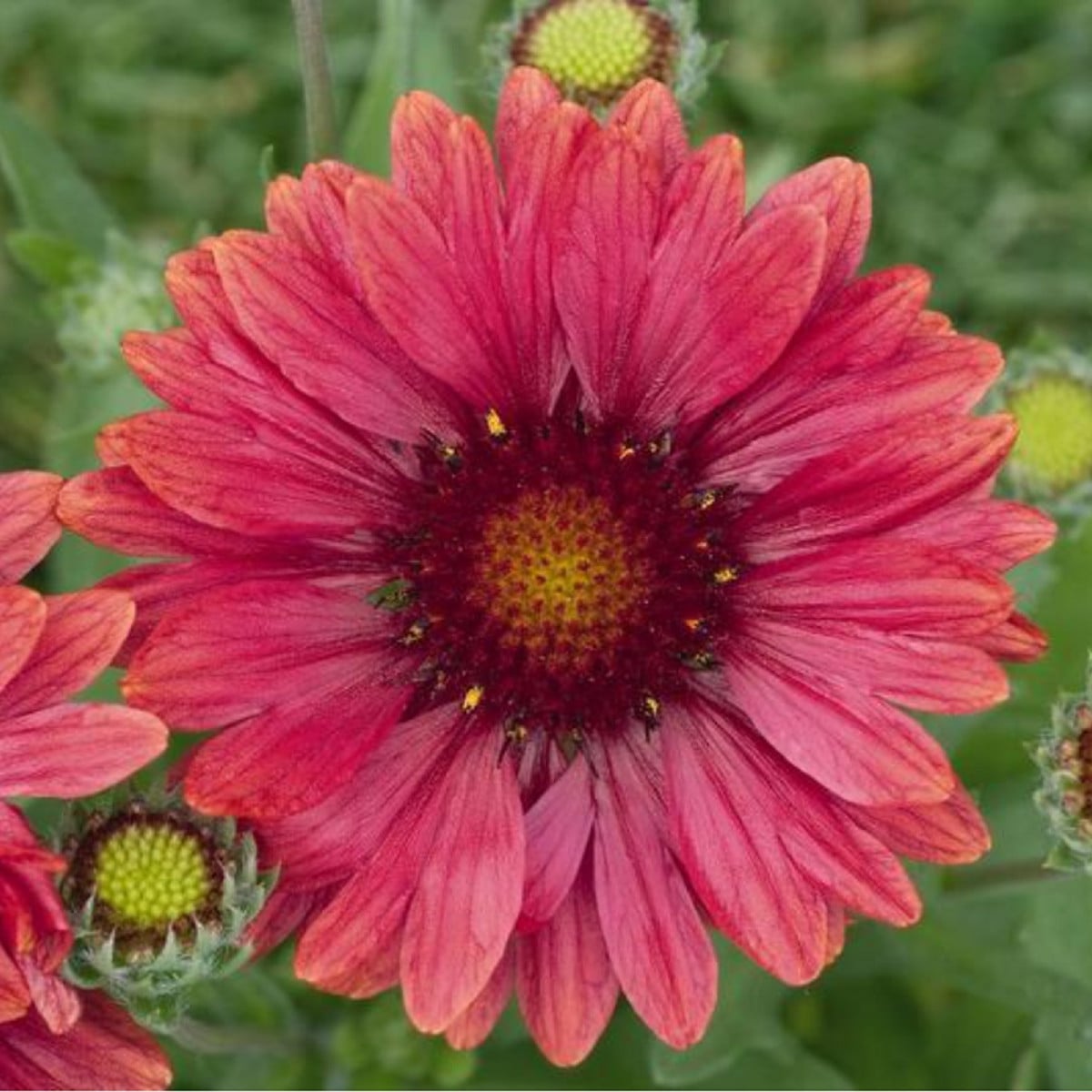 Kokarda Arizona Red Shades - Gaillardia aristata - prodej semen - 10 ks