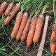 Mrkev raná Marion F1 - Daucus carota - prodej semen - 900 ks