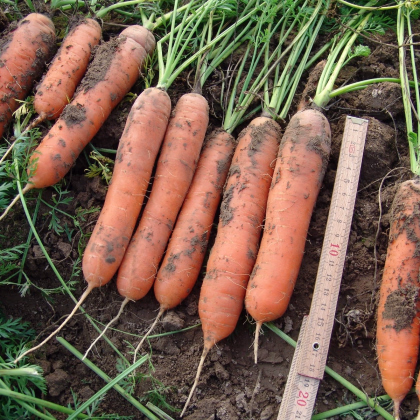 Mrkev raná Marion F1 - Daucus carota - prodej semen - 900 ks