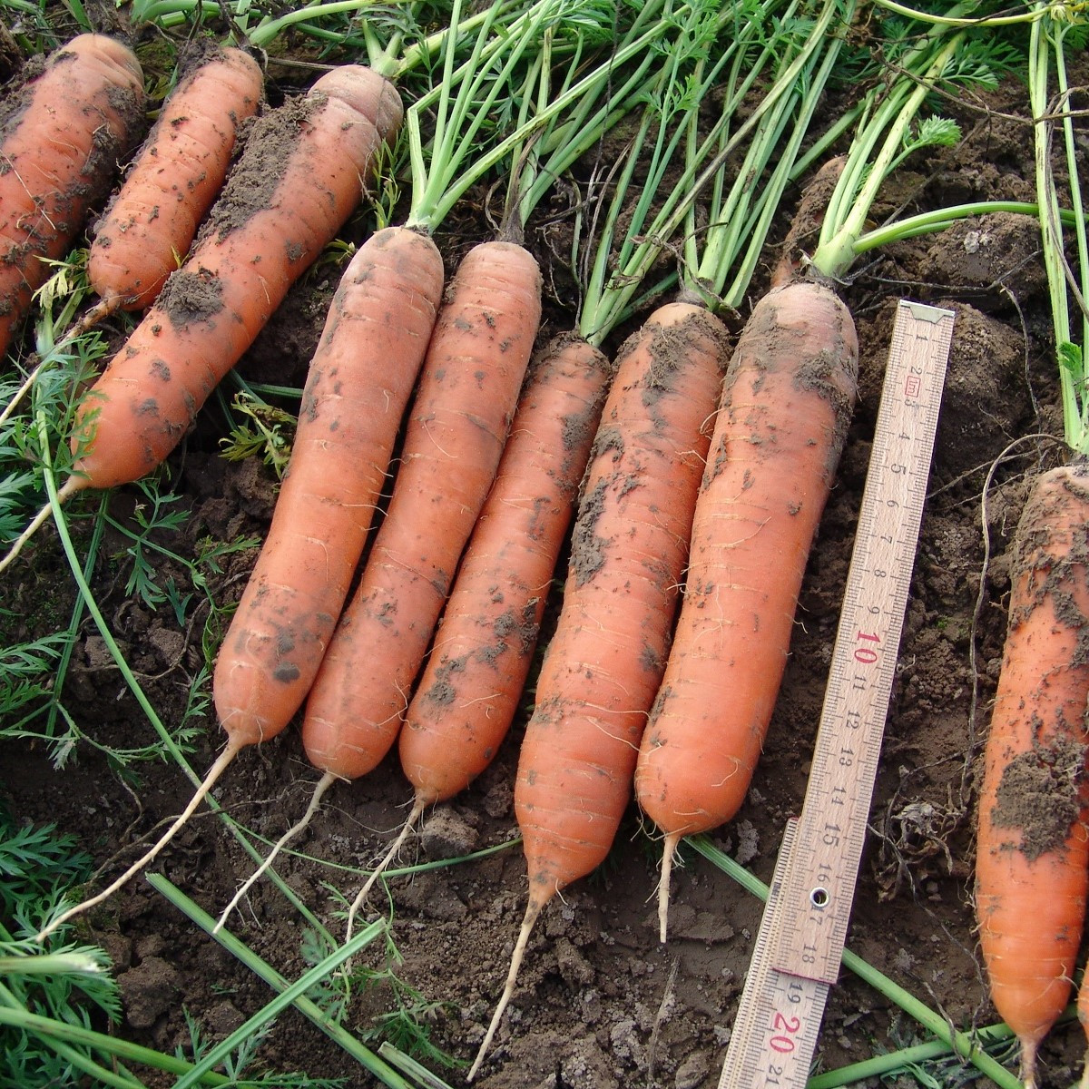 Mrkev raná Marion F1 - Daucus carota - prodej semen - 900 ks