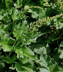 BIO Merlík všedobr - Chenopodium henricus - prodej bio semen - 150 ks