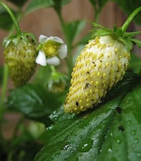 Jahodník měsíční Tubby White - Fragaria vesca - prodej semen jahodníku - 15 ks