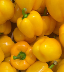 Paprika žlutá Gelber Block - Capsicum annuum - prodej semen paprik - 7 ks