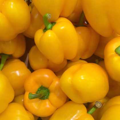 Paprika žlutá Gelber Block - Capsicum annuum - prodej semen - 7 ks