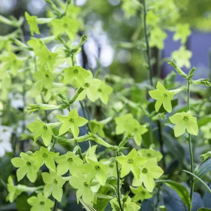 Tabák okrasný Perfume Lime - Nicotiana sanderae - prodej semen - 50 ks