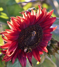 Slunečnice Moulin Rouge - Helianthus annuus - prodej semen - 8 ks
