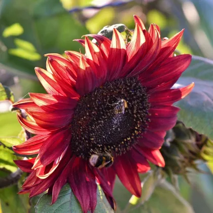 Slunečnice Moulin Rouge - Helianthus annuus - prodej semen - 8 ks