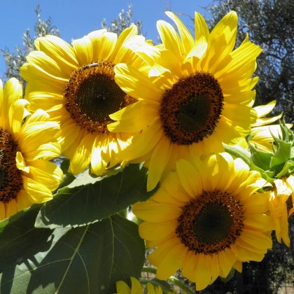 Slunečnice Big Smile - Helianthus annuus - prodej semen - 8 ks