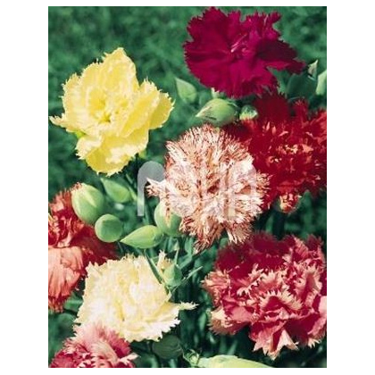 Hvozdík Karafiát - Mix barev - Dianthus caryophyllus - semena Hvozdíku - 130 ks