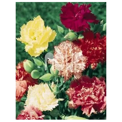 Hvozdík Karafiát - Mix barev - Dianthus caryophyllus - semena Hvozdíku - 130 ks