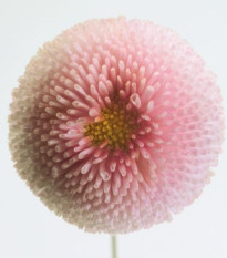 Sedmikráska chudobka Tasso růžová - Bellis perennis - prodej semen - 50 ks